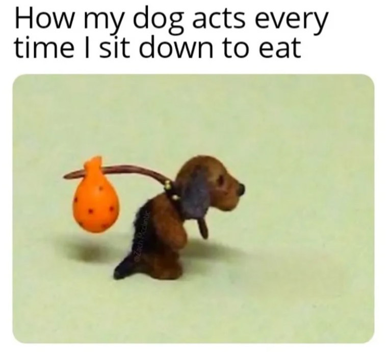 How my dog acts every time I sit down to eat Zach Mcclintic