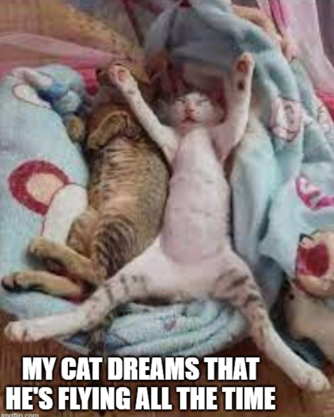 MY CAT DREAMS THAT HE'S FLYING ALL THE TIME imaflin.com