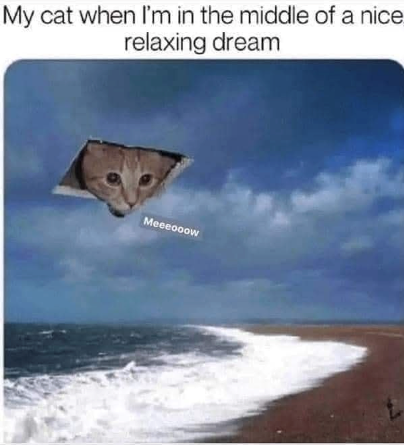 My cat when I'm in the middle of a nice relaxing dream Meeeooow