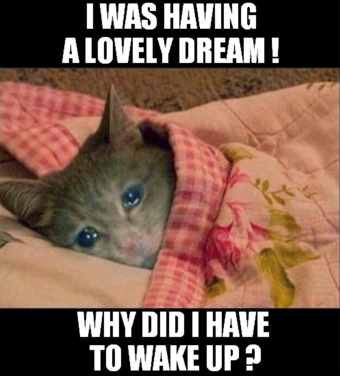 I WAS HAVING A LOVELY DREAM! WHY DID I HAVE TO WAKE UP?