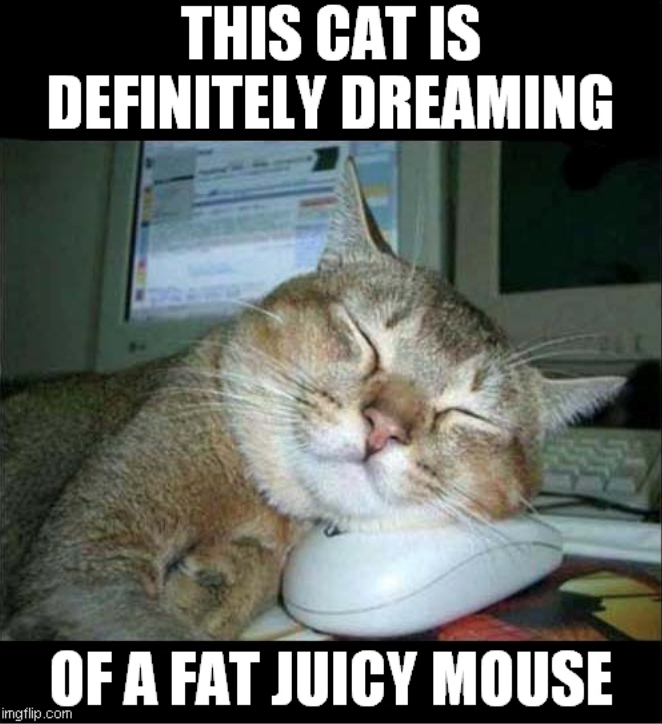 THIS CAT IS DEFINITELY DREAMING OF A FAT JUICY MOUSE imgflip.com