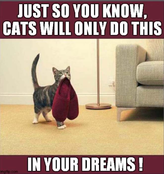 JUST SO YOU KNOW, CATS WILL ONLY DO THIS IN YOUR DREAMS! imgflip.com
