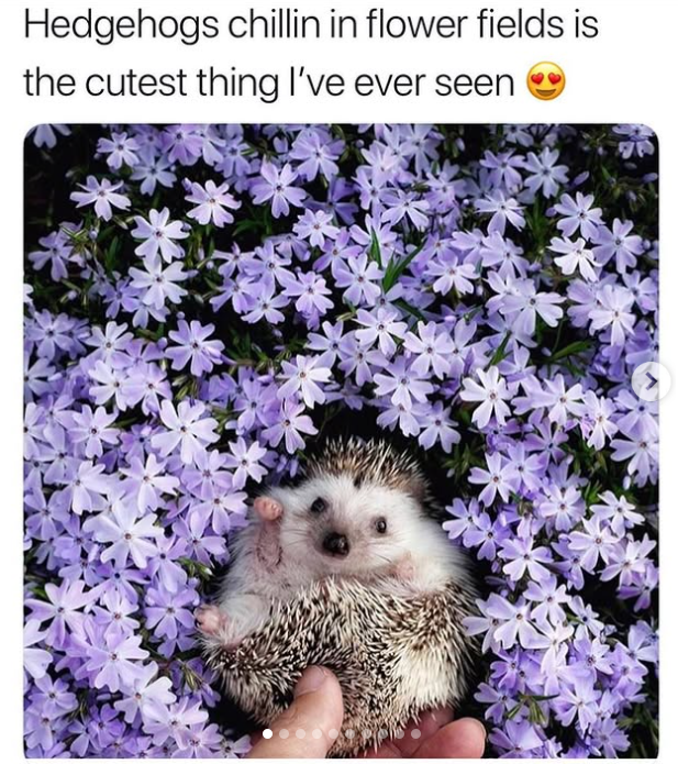 Hedgehogs chillin in flower fields is the cutest thing I've ever seen
