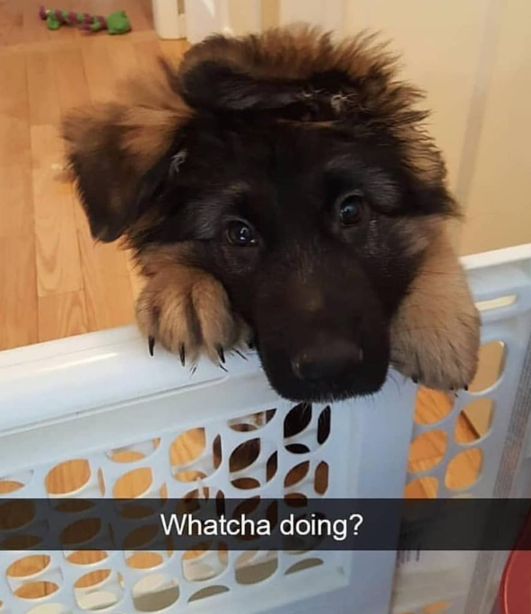 Whatcha doing?