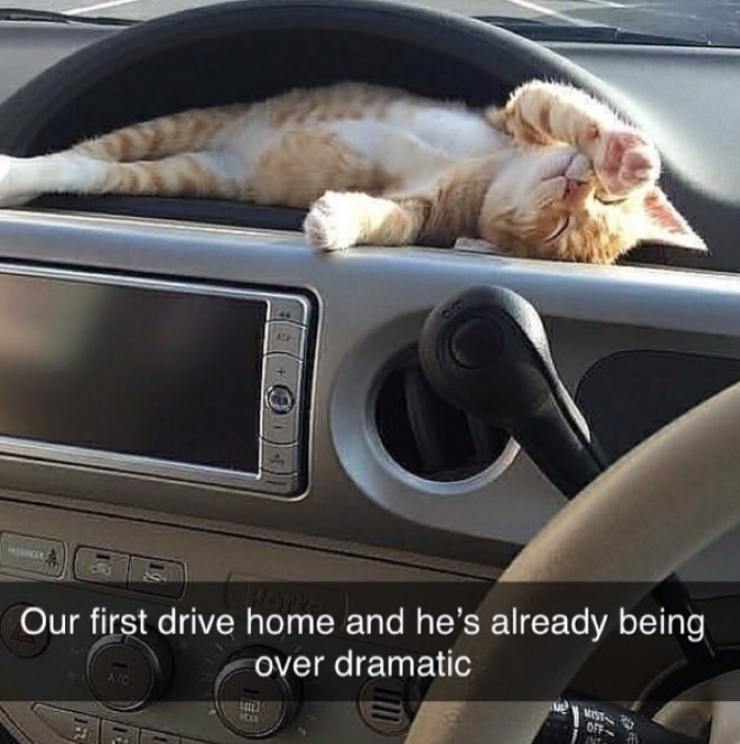 Our first drive home and he's already being AVC over dramatic MIST OFF-