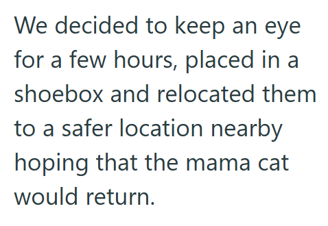 We decided to keep an eye for a few hours, placed in a shoebox and relocated them to a safer location nearby hoping that the mama cat would return.