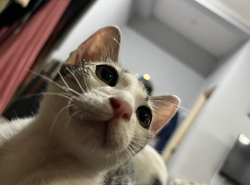 Cheezburger Image 10617703168