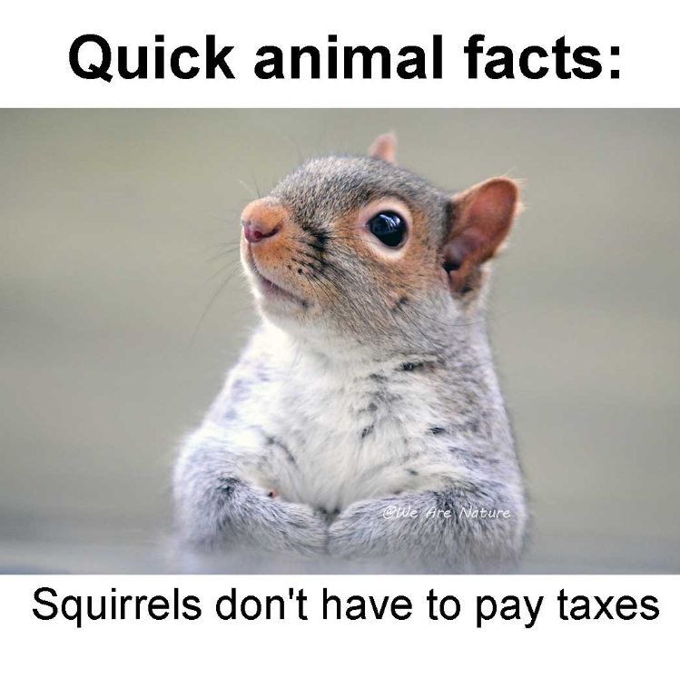 Quick animal facts: We Are Nature Squirrels don't have to pay taxes
