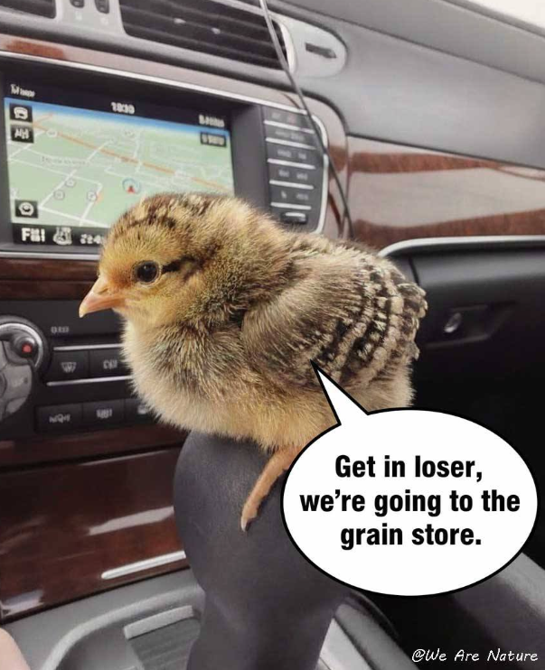 B O F 10:30 B 214 1881 Get in loser, we're going to the grain store. @We Are Nature