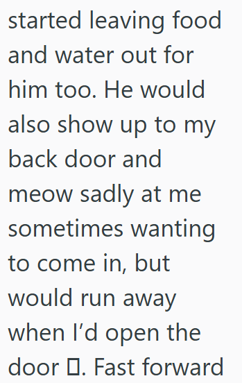 started leaving food and water out for him too. He would also show up to my back door and meow sadly at me sometimes wanting to come in, but would run away when I'd open the door . Fast forward