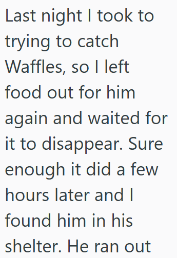 Last night I took to trying to catch Waffles, so I left food out for him again and waited for it to disappear. Sure enough it did a few hours later and I found him in his shelter. He ran out