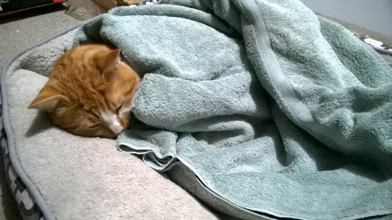 Cheezburger Image 10617713408