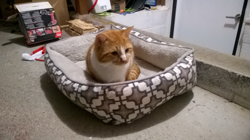 Cheezburger Image 10617713920