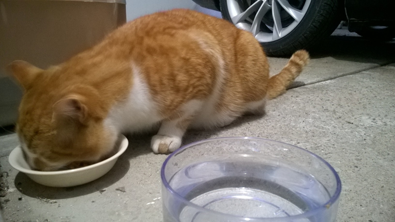 Cheezburger Image 10617714176