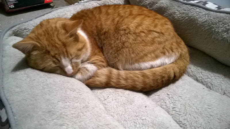 Cheezburger Image 10617714688