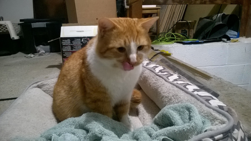 Cheezburger Image 10617714944