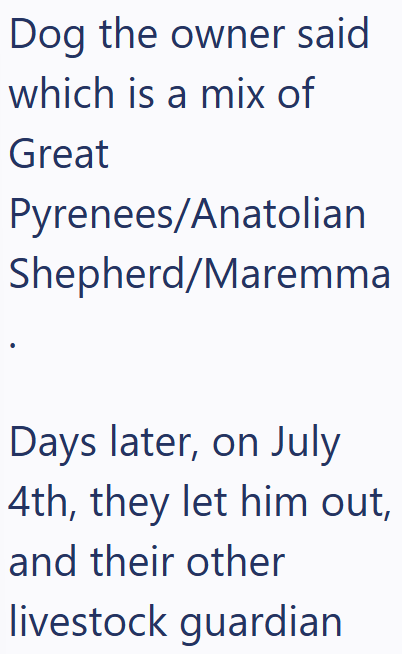 Dog the owner said which is a mix of Great Pyrenees/Anatolian Shepherd/Maremma Days later, on July 4th, they let him out, and their other livestock guardian