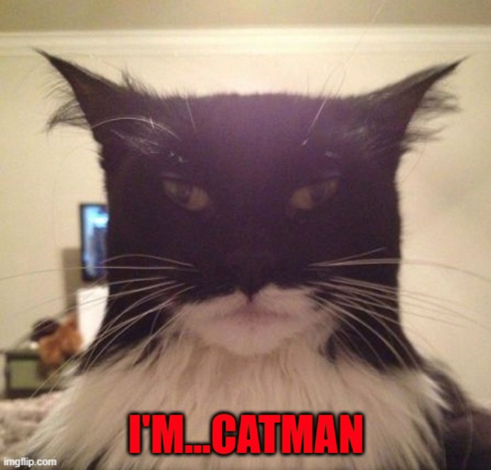 I'M...CATMAN imgflip.com