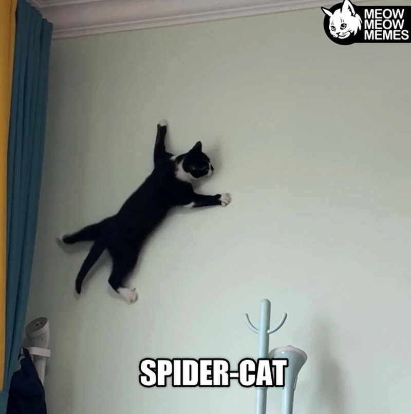 SPIDER-CAT MEOW MEOW MEMES