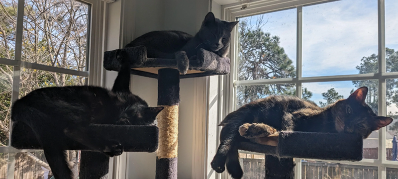 Cheezburger Image 10617737472