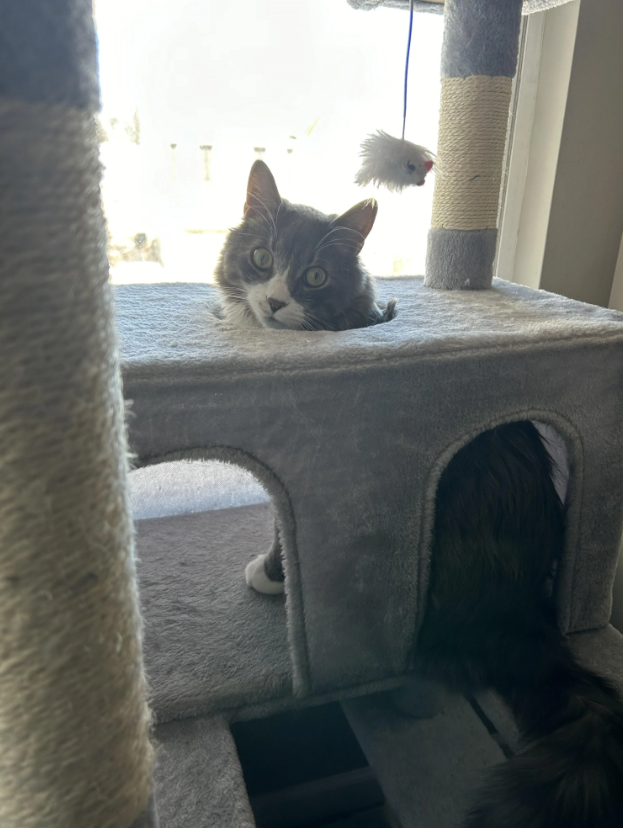 Cheezburger Image 10617737728