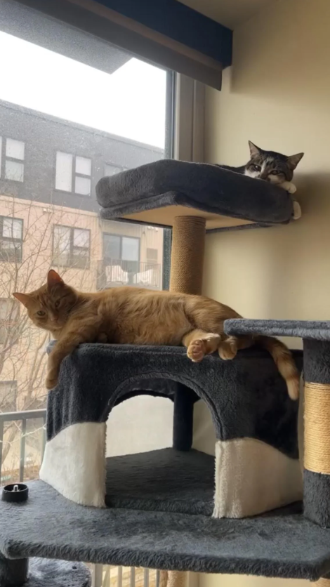 Cheezburger Image 10617738240