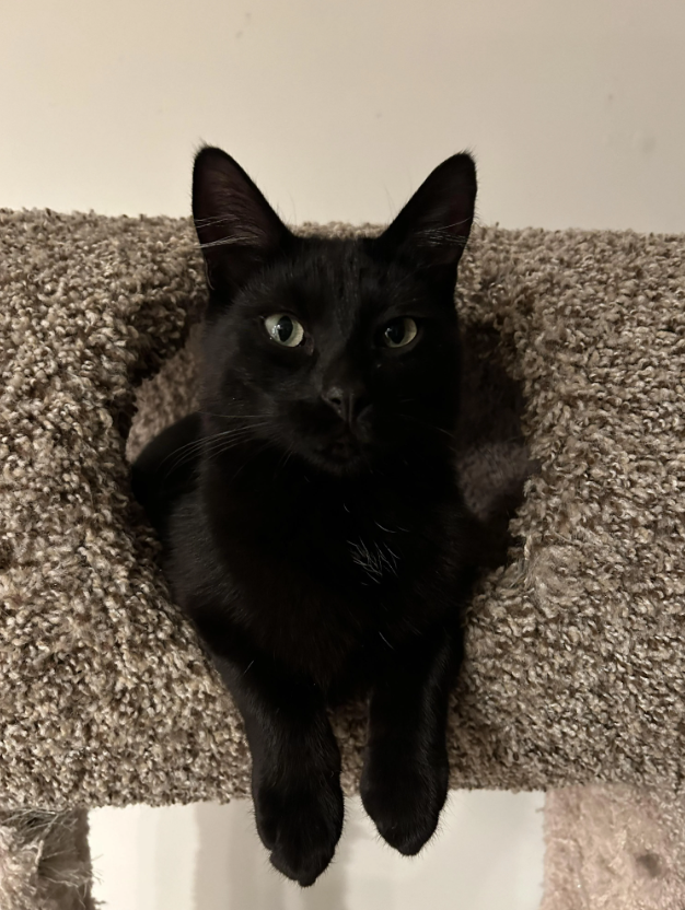 Cheezburger Image 10617739520