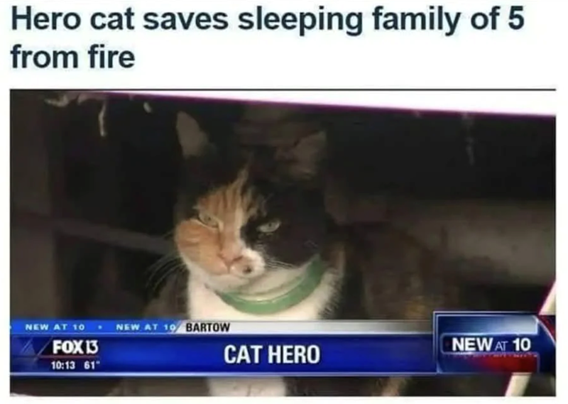 Hero cat saves sleeping family of 5 from fire NEW AT 10- NEW AT 19 BARTOW FOX 13 10:13 61" NEW AT 10 CAT HERO