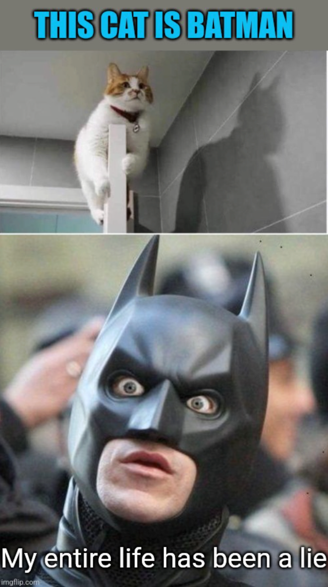 THIS CAT IS BATMAN My entire life has been a lie imgflip.com