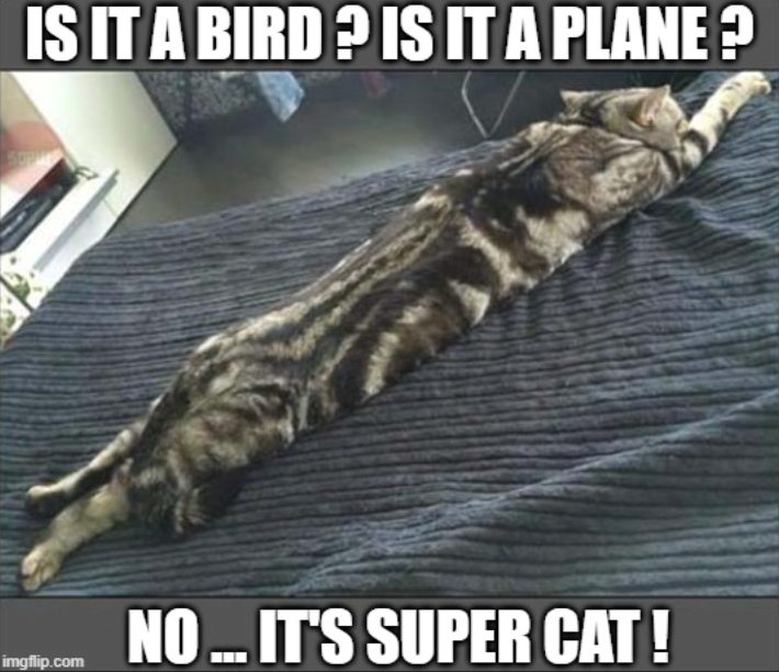 IS IT A BIRD? IS IT A PLANE ? imgflip.com NO ... IT'S SUPER CAT!