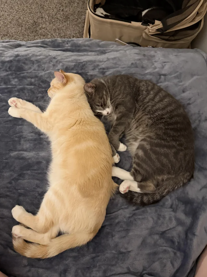 Cheezburger Image 10617770496