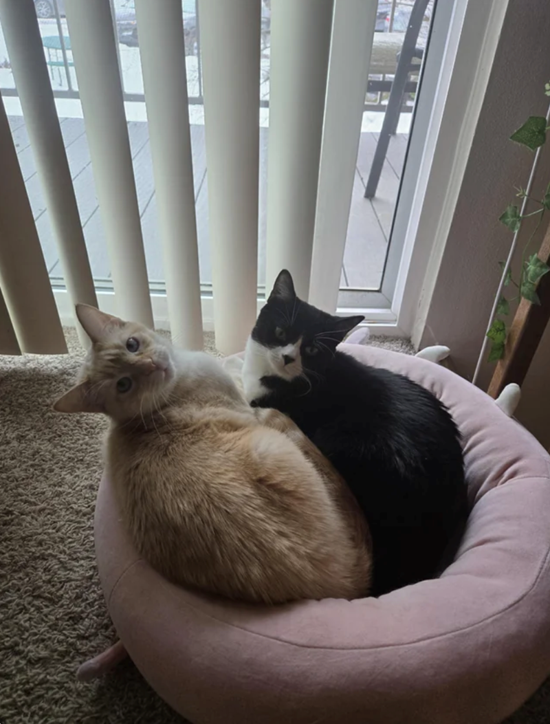 Cheezburger Image 10617770752