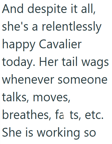 And despite it all, she's a relentlessly happy Cavalier today. Her tail wags whenever someone talks, moves, breathes, fa ts, etc. She is working so