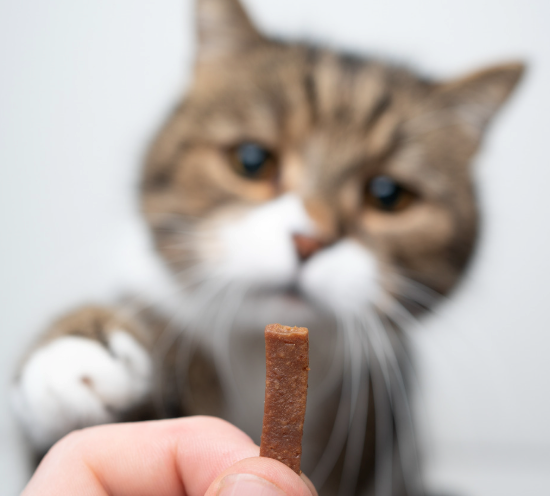 Cheezburger Image 10617776384