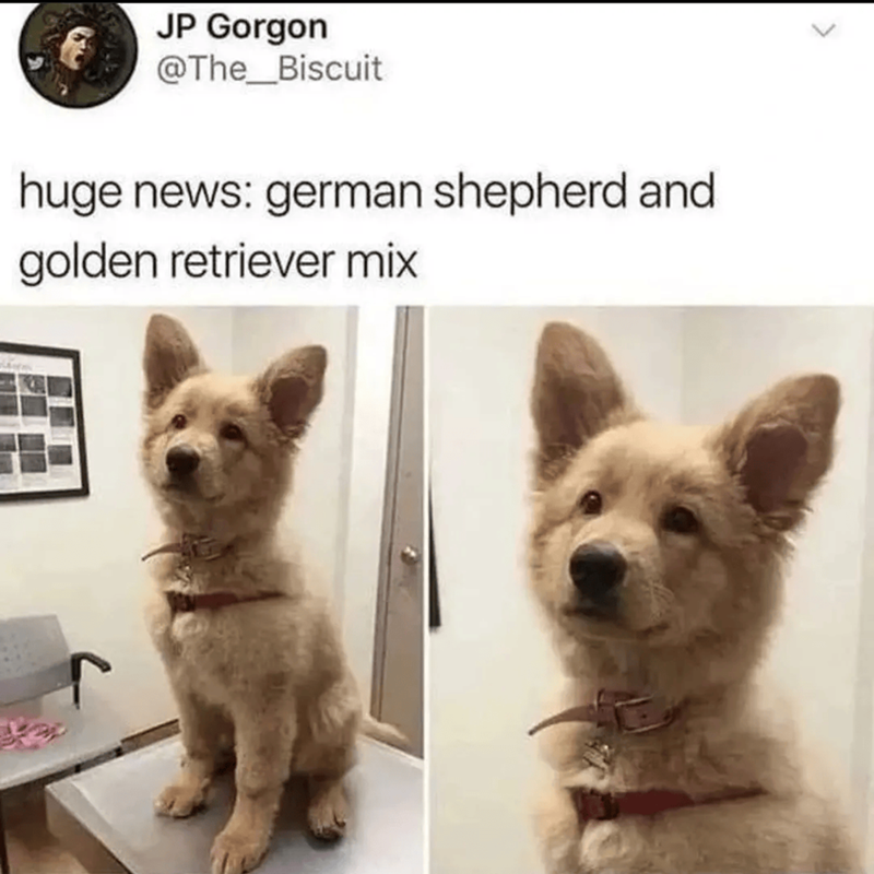 JP Gorgon @The_Biscuit huge news: german shepherd and golden retriever mix