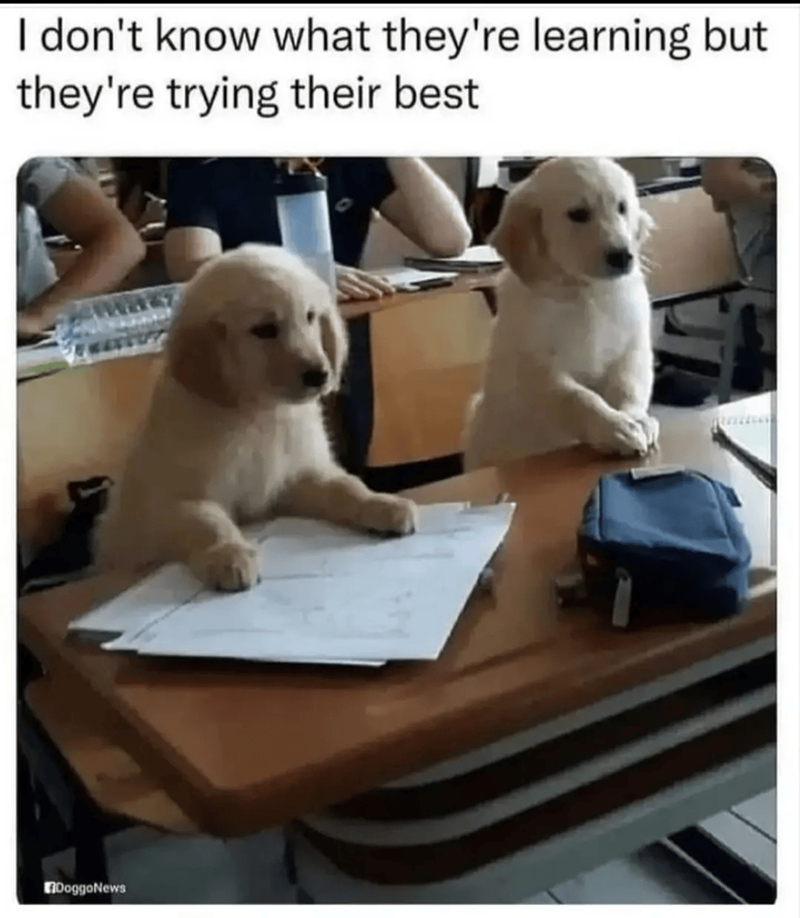I don't know what they're learning but they're trying their best DoggoNews