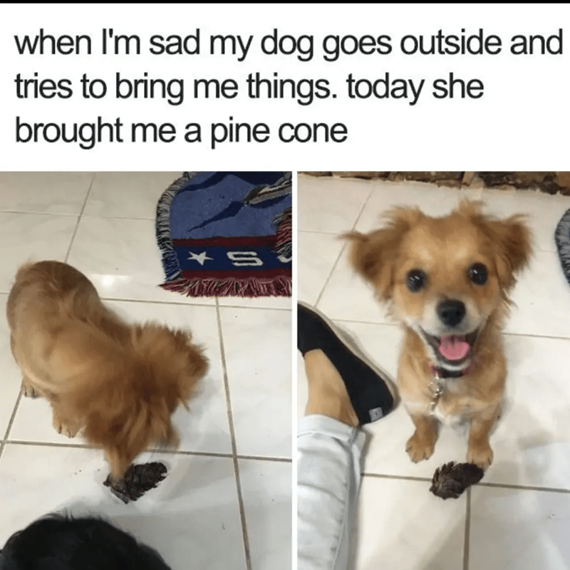 when I'm sad my dog goes outside and tries to bring me things. today she brought me a pine cone