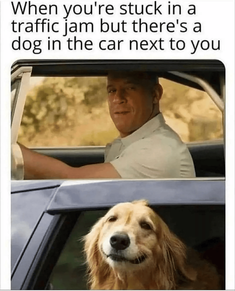When you're stuck in a traffic jam but there's a dog in the car next to you