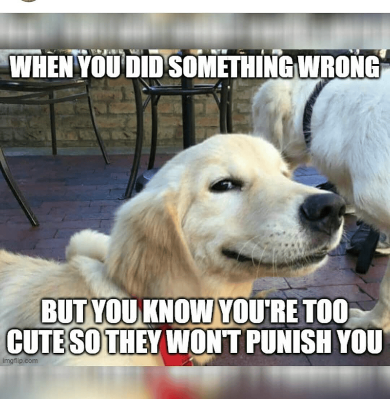 WHEN YOU DID SOMETHING WRONG BUT YOU KNOW YOU'RE TOO CUTE SO THEY WON'T PUNISH YOU imgflip.com