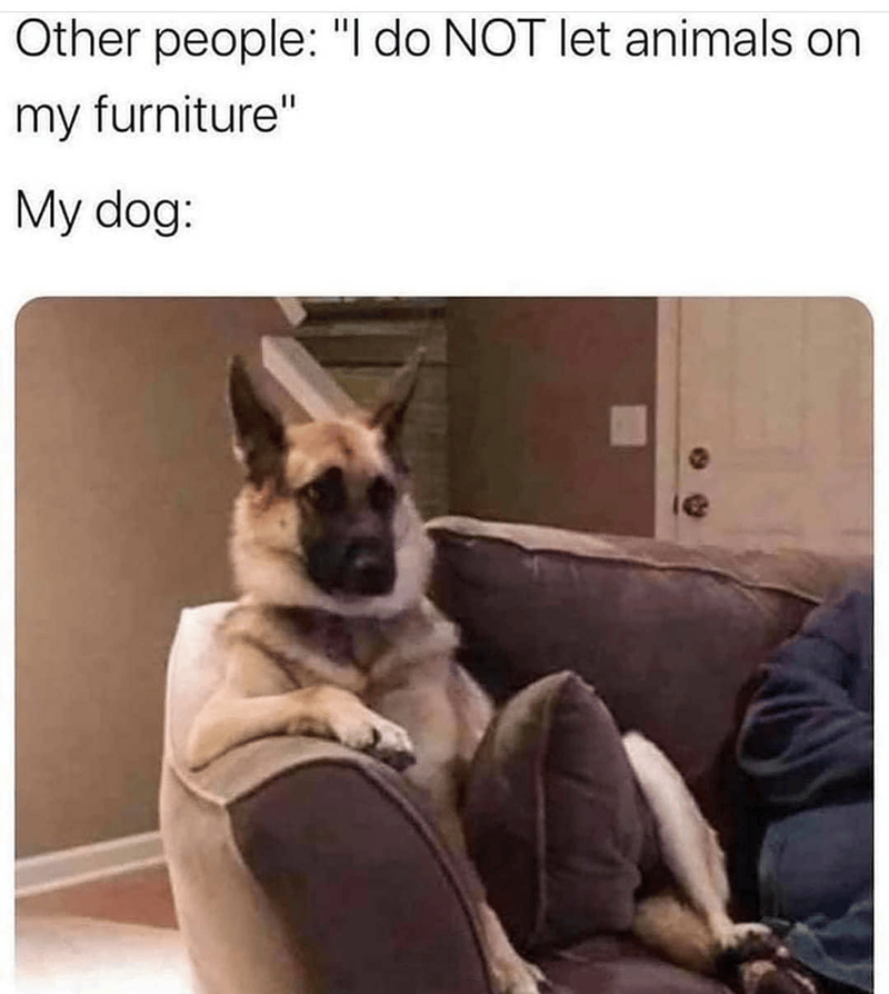 Other people: "I do NOT let animals on my furniture" My dog: