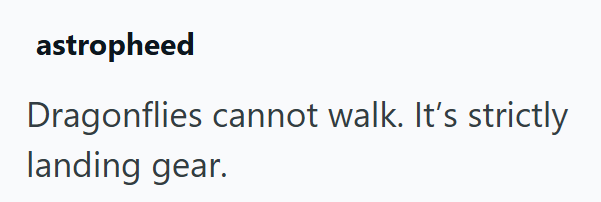 astropheed Dragonflies cannot walk. It's strictly landing gear.