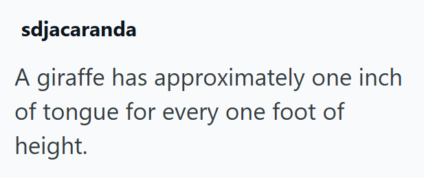 sdjacaranda A giraffe has approximately one inch of tongue for every one foot of height.