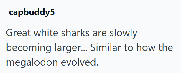 capbuddy5 Great white sharks are slowly becoming larger... Similar to how the megalodon evolved.