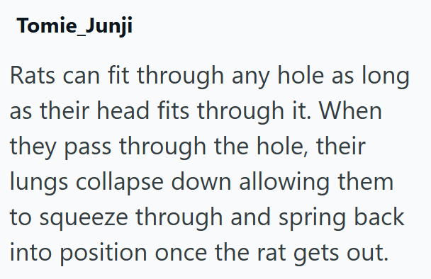 Tomie_Junji Rats can fit through any hole as long as their head fits through it. When they pass through the hole, their lungs collapse down allowing them to squeeze through and spring back into position once the rat gets out.