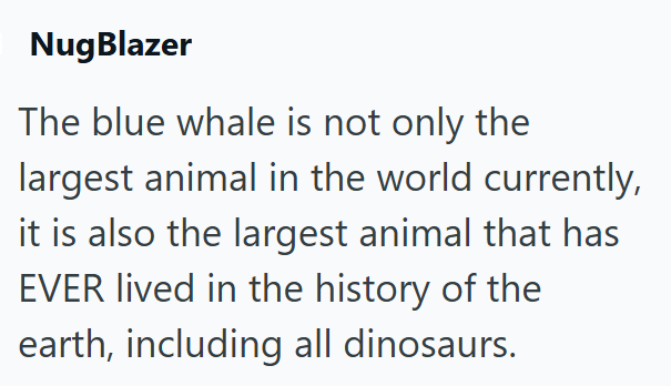 NugBlazer The blue whale is not only the largest animal in the world currently, it is also the largest animal that has EVER lived in the history of the earth, including all dinosaurs.