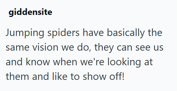 giddensite Jumping spiders have basically the same vision we do, they can see us and know when we're looking at them and like to show off!