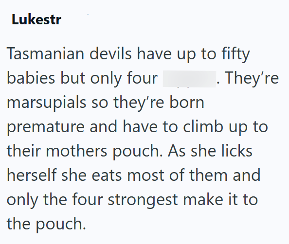 Lukestr Tasmanian devils have up to fifty babies but only four marsupials so they're born . They're premature and have to climb up to their mothers pouch. As she licks herself she eats most of them and only the four strongest make it to the pouch.