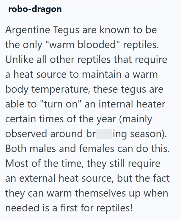 robo-dragon Argentine Tegus are known to be the only "warm blooded" reptiles. Unlike all other reptiles that require a heat source to maintain a warm body temperature, these tegus are able to "turn on" an internal heater certain times of the year (mainly observed around br ing season). Both males and females can do this. Most of the time, they still require an external heat source, but the fact they can warm themselves up when needed is a first for reptiles!