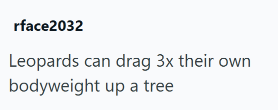 rface2032 Leopards can drag 3x their own bodyweight up a tree