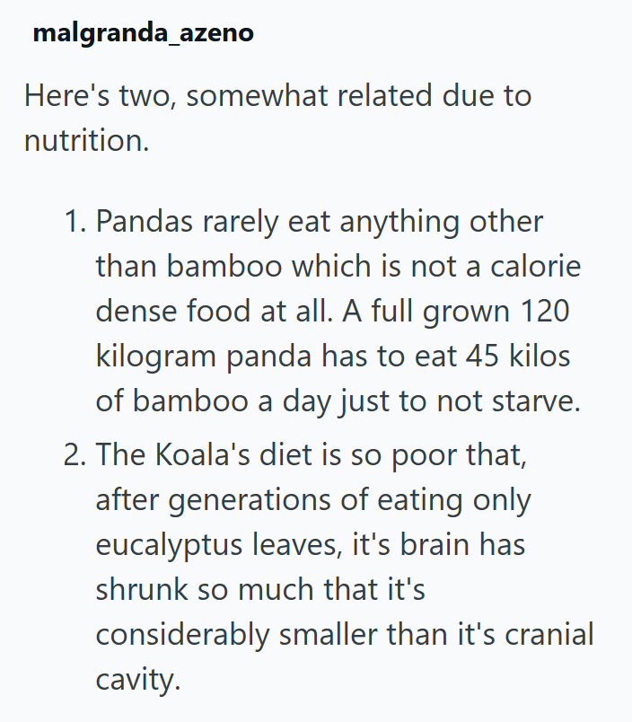 malgranda_azeno Here's two, somewhat related due to nutrition. 1. Pandas rarely eat anything other than bamboo which is not a calorie dense food at all. A full grown 120 kilogram panda has to eat 45 kilos of bamboo a day just to not starve. 2. The Koala's diet is so poor that, after generations of eating only eucalyptus leaves, it's brain has shrunk so much that it's considerably smaller than it's cranial cavity.
